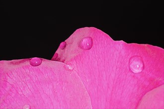 Water drops on the petals of a dog rose