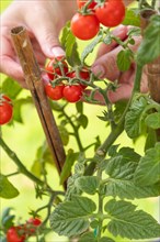 Woman picking ripe cherry tomatoes on the vine in the garden