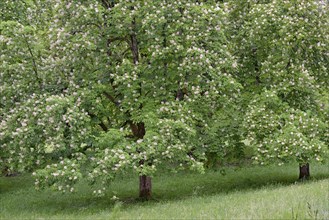 Horse chestnut