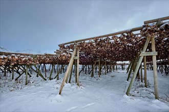 Drying flakes for stockfish cod fish heads in winter. Sakrisoy fishing village