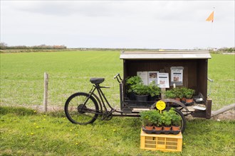 Transport bicycle with lupine stall