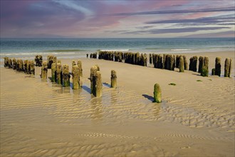 Algae-covered groynes in the evening at low tide