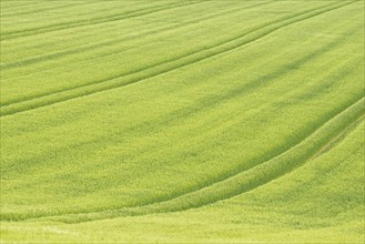View over a grain field