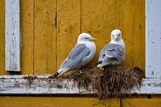 Seagulls couple two birds on nest against yellow wall. Lofoten islands