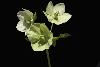 Flowers of a christmas rose