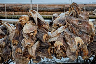 Drying flakes with stockfish cod fish heads in winter. Reine fishing village