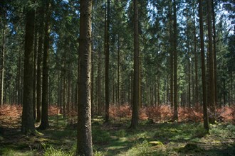 Forest in transition