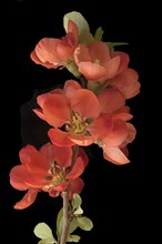 Branch of a flowering Japanese ornamental quince