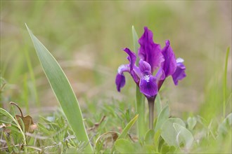 European dwarf iris