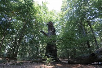 Standing deadwood in the Darss primeval forest