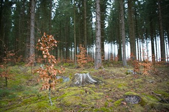 Forest in transition