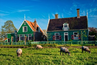 Sheeps grazing near traditional old country farm house in the museum village of Zaanse Schans