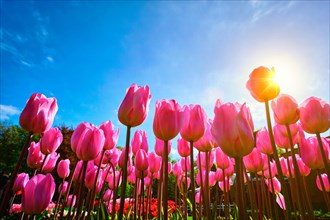 Blooming pink tulips against blue sky background with sun from low vantage point. Netherlands