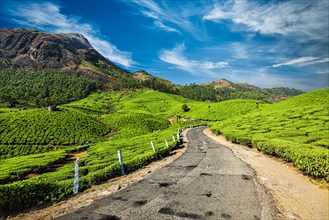 Scenic road in green tea plantations