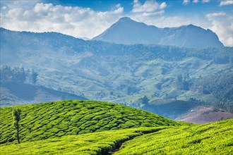 Green tea plantations in the morning