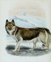 Greenland dog