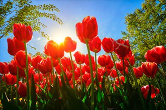 Blooming red tulips against blue sky background with sun from low vantage point. Netherlands