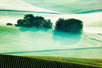 Vintage retro effect filtered hipster style image of Moravian rolling fields landscape in morning mist. Moravia