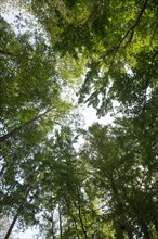 View into the tree canopy in the Darss primeval forest