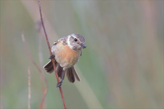 Stonechat