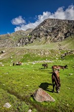 Horses grazing in Himalayas. Lahaul valley