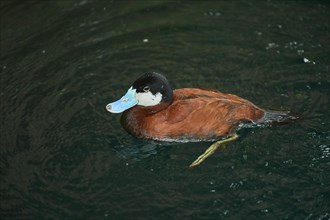 Ruddy duck