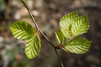 Young leaf of beech