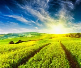 Rolling summer landscape with green grass field on sunset