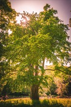 Sun star shines through the canopy of deciduous trees on Sunday at noon in the von-alten-Garten Park in Hannover Linden
