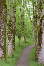 Tree avenue with heavily mossy mountain maple trees