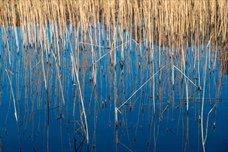 Reed blades reflected in the water surface
