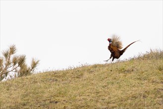 Courting Hunting Pheasant