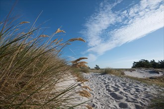 Path through the dune
