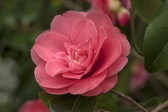 Flower of a japanese camellia