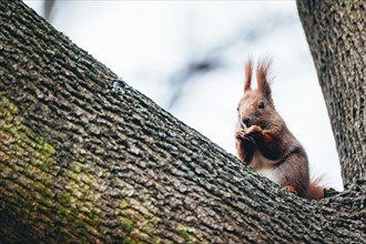 Squirrel eating nut