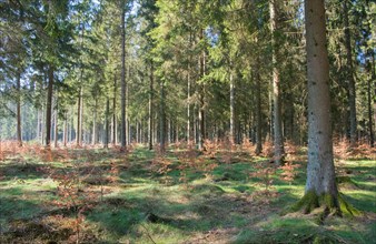 Forest in transition