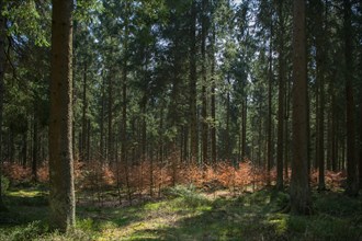 Forest in transition