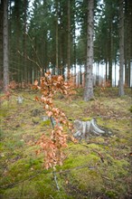 Forest in transition