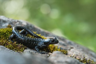 Alpine salamander