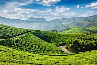 Green tea plantations in the morning