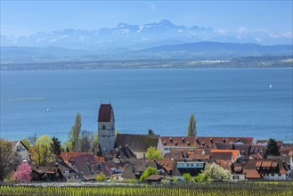 View over Hagnau on Lake Constance in spring towards the Alps