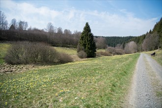 Daffodil meadows in the Eifel National Park