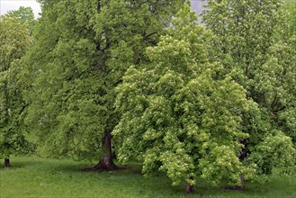 Horse chestnut