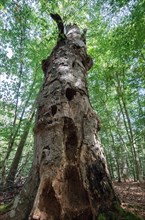 Standing deadwood in the Darss primeval forest