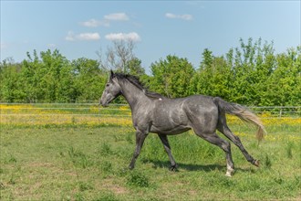 Horse galloping in enclosure in the morning in spring. Alsace