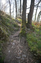 Hiking trail in the Eifel National Park