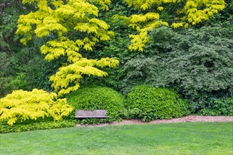 Beautiful green garden setting with wood bench