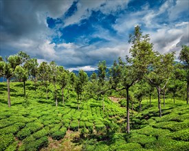 Green tea plantations in hills with dramatic sky. Munnar