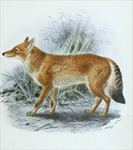 Abessinischer Wolf
