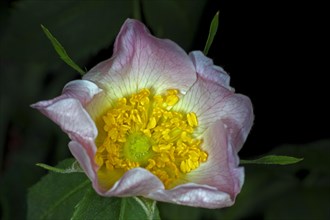 Close-up of a dog rose